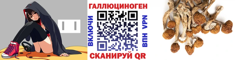 как найти закладки  Новая Ладога  blacksprut ССЫЛКА  Галлюциногенные грибы Psilocybine cubensis 